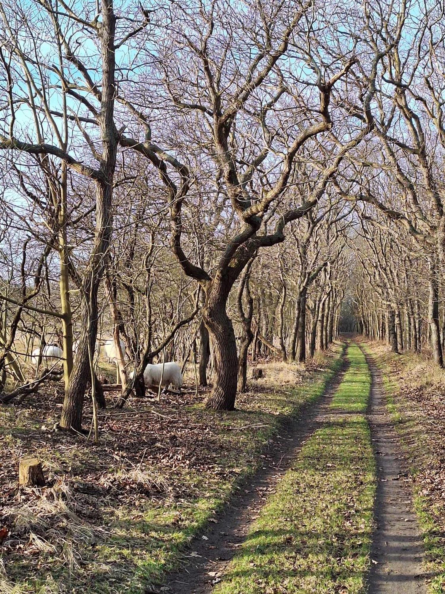 Bijzonder Bakkum Villa Castricum Buitenkant foto