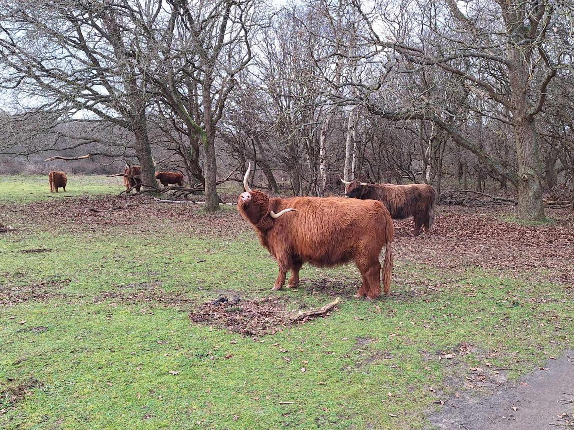 Bijzonder Bakkum Villa Castricum Buitenkant foto
